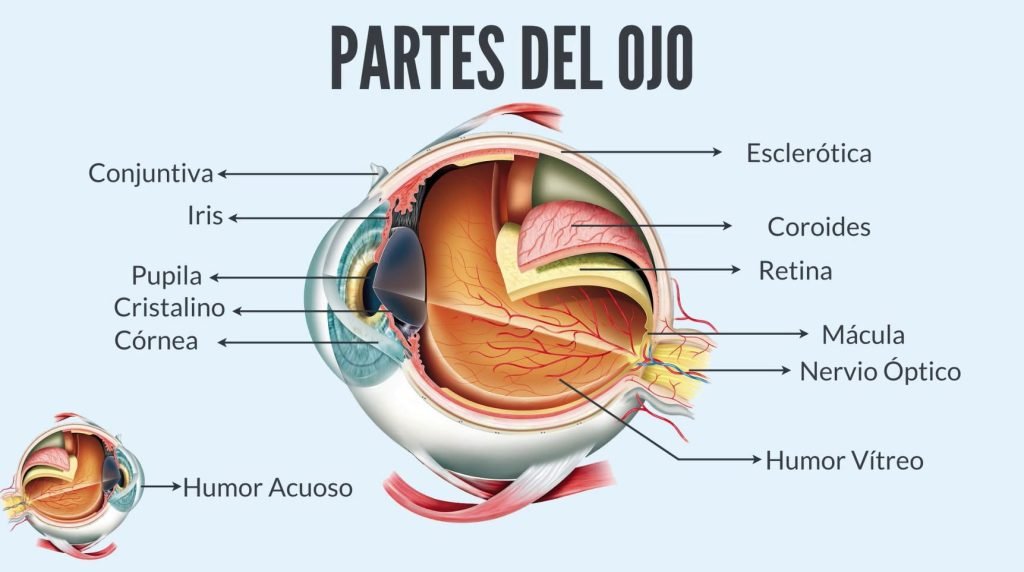 partes del ojo